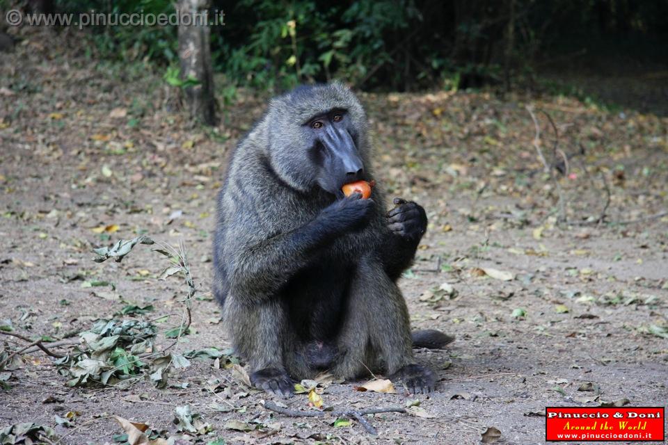 Ethiopia - Mago National Park - Baboons - 04.jpg
